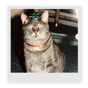 Cat with bow on head