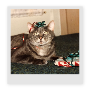 cat with bow on head laying next to gift