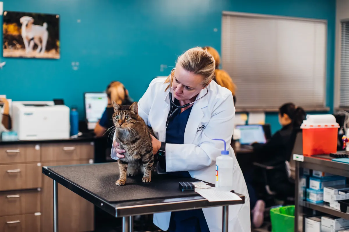Veterinarian providing care to a cat