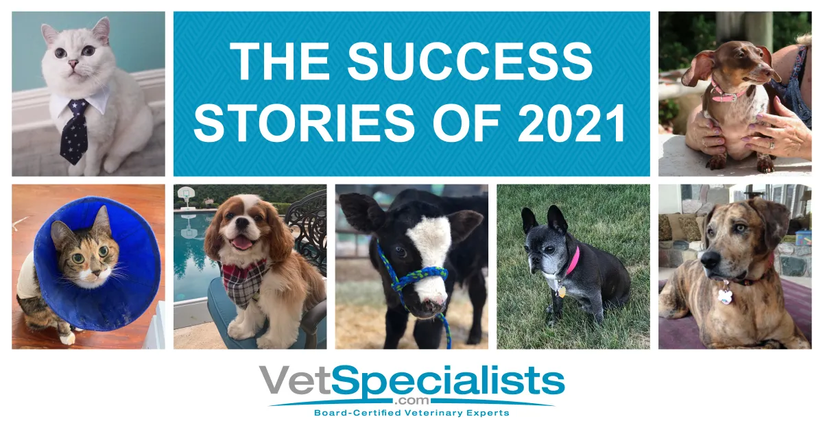 The Success Stories of 2021