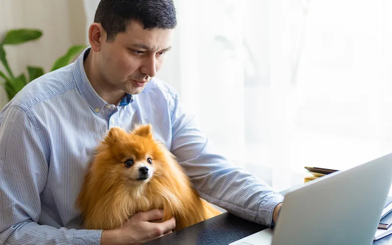 Man using a laptop with small dog on his lap