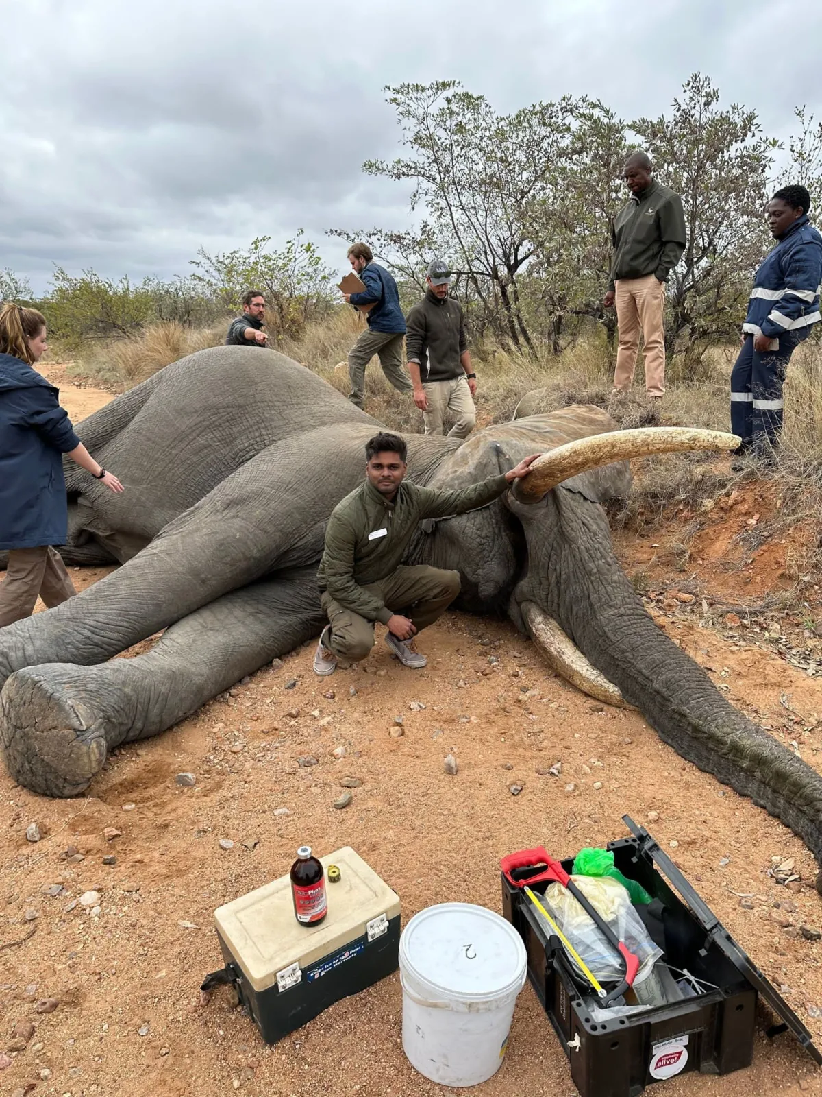 Dr. Arjoonsingh treating an elephant