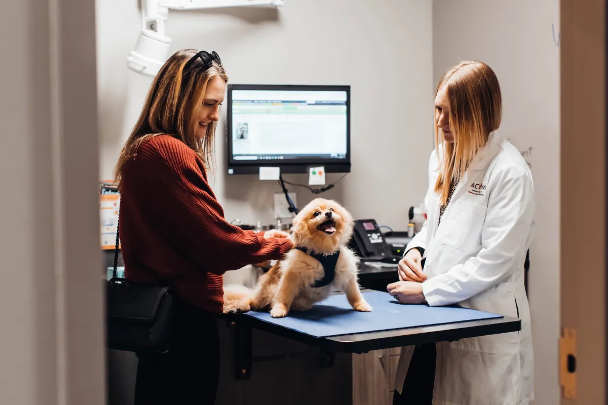 Specialist with owner with pet in exam room