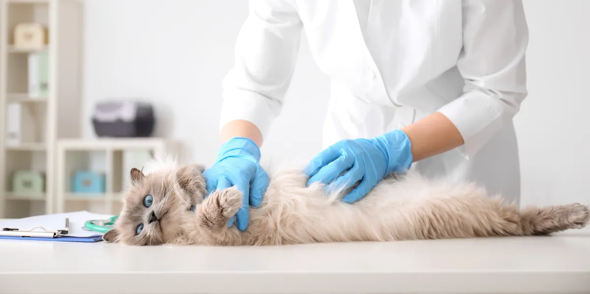 Cat on table being examined