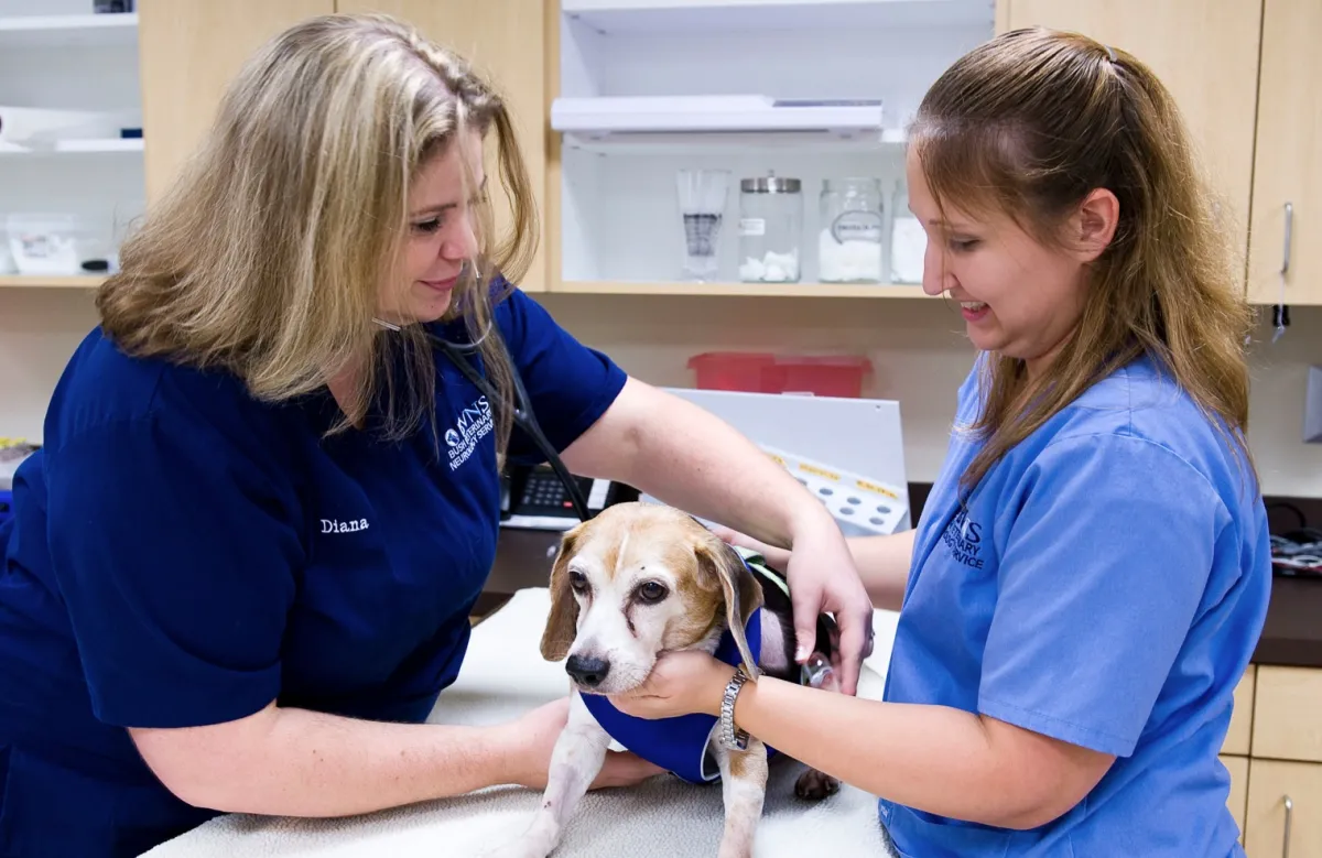 A veterinary specialist performs a neurological exam on a beagle sitting on an exam table while a vet tech assists in keeping the dog still