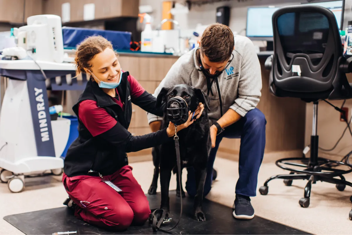 Two veterinary professionals kneel on the floor to examine a black Labrador retriever in an exam room
