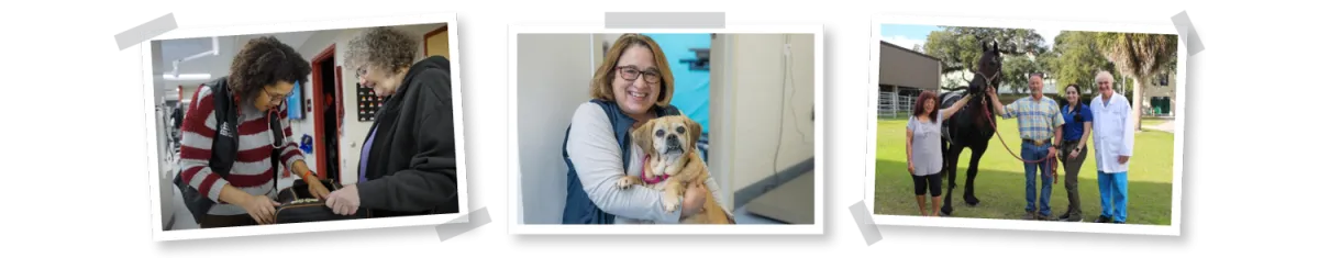 This year, we showcased three impactful success stories on VetSpecialists.com, illustrating the expertise and dedication of the ACVIM Diplomates in veterinary specialty medicine. Highlighting cases in oncology, large animal internal medicine, and cardiology, these stories demonstrate patient-focused innovations, and the transformative outcomes made possible through specialized care. 