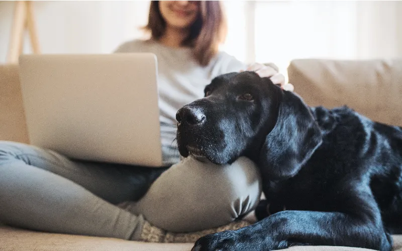Person on couch using a laptop and petting a dog