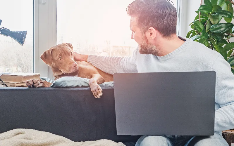 Person using computer and petting dog on a couch