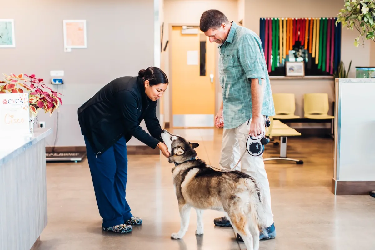 Veterinarian petting dog
