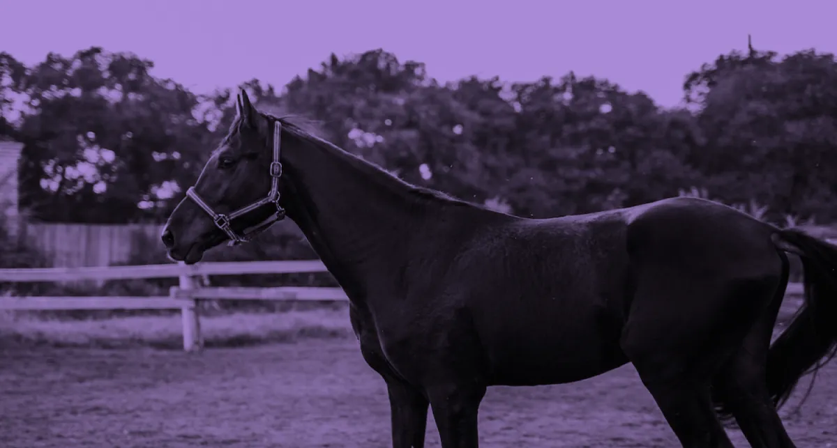 horse