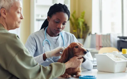 Veterinarians treating a dog