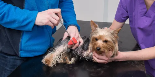 Dog having reflexes checked