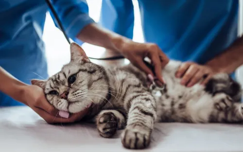 Hypertrophic Cardiomyopathy: History and Future Directions