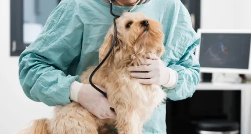 Veterinarian using stethoscope on a dog