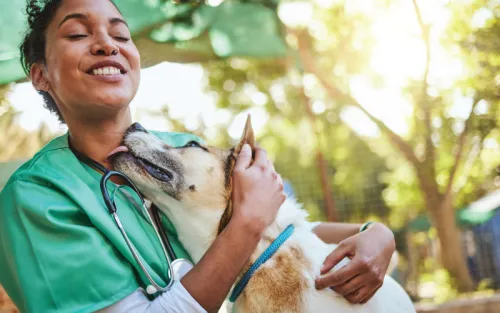 Veterinarian playing with dog