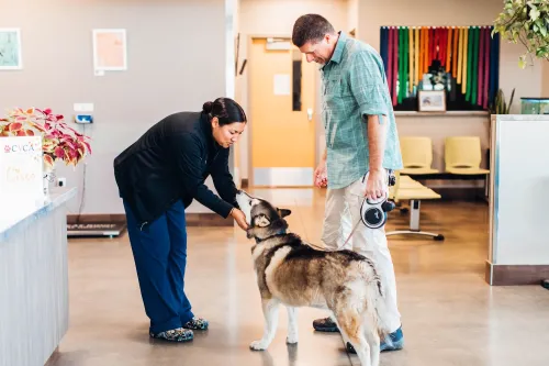 Veterinarian petting dog
