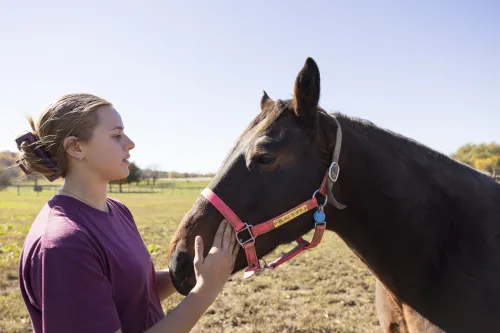 Advanced Equine Endo