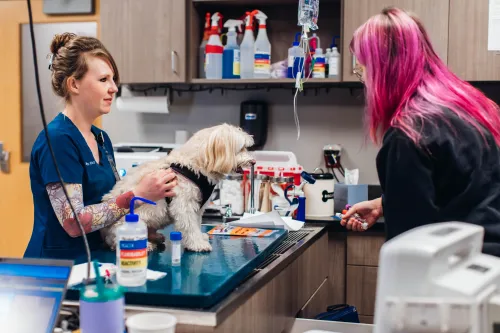 Renal ACE course image