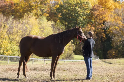 Large Animal Bootcamp