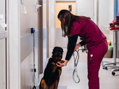 Feline Lymphoma course 