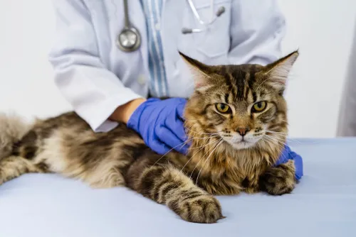 cat with gloved veterinarian