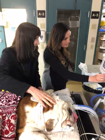 Dr. Vientós-Plotts at work.