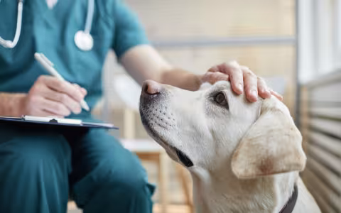 Dog being patted on the head by a veterinarian