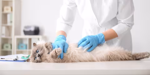 Cat on table being examined