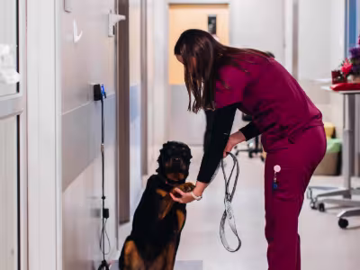 Feline Lymphoma course 