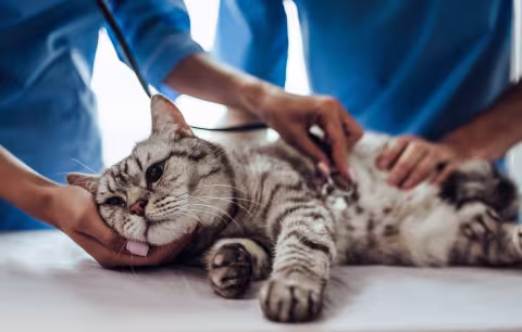 gray cat being examined