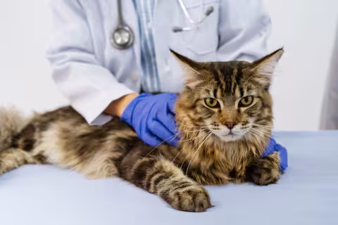 cat with gloved veterinarian
